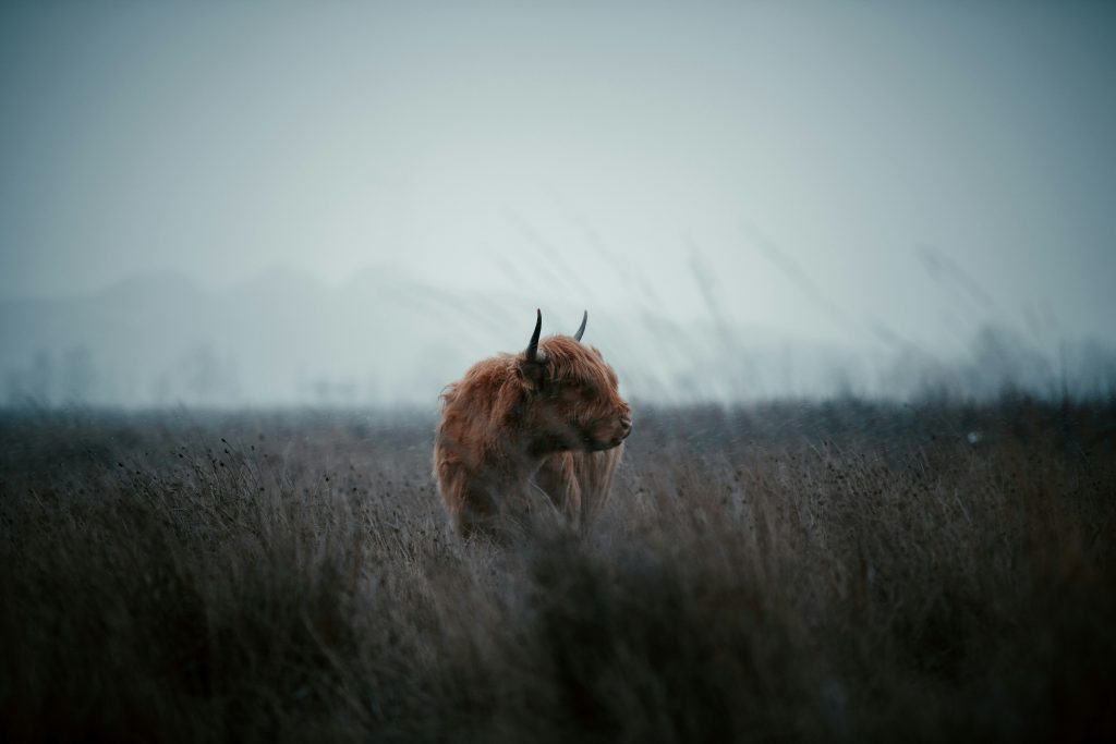 veluwe