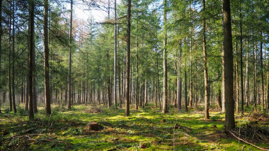 veluwe