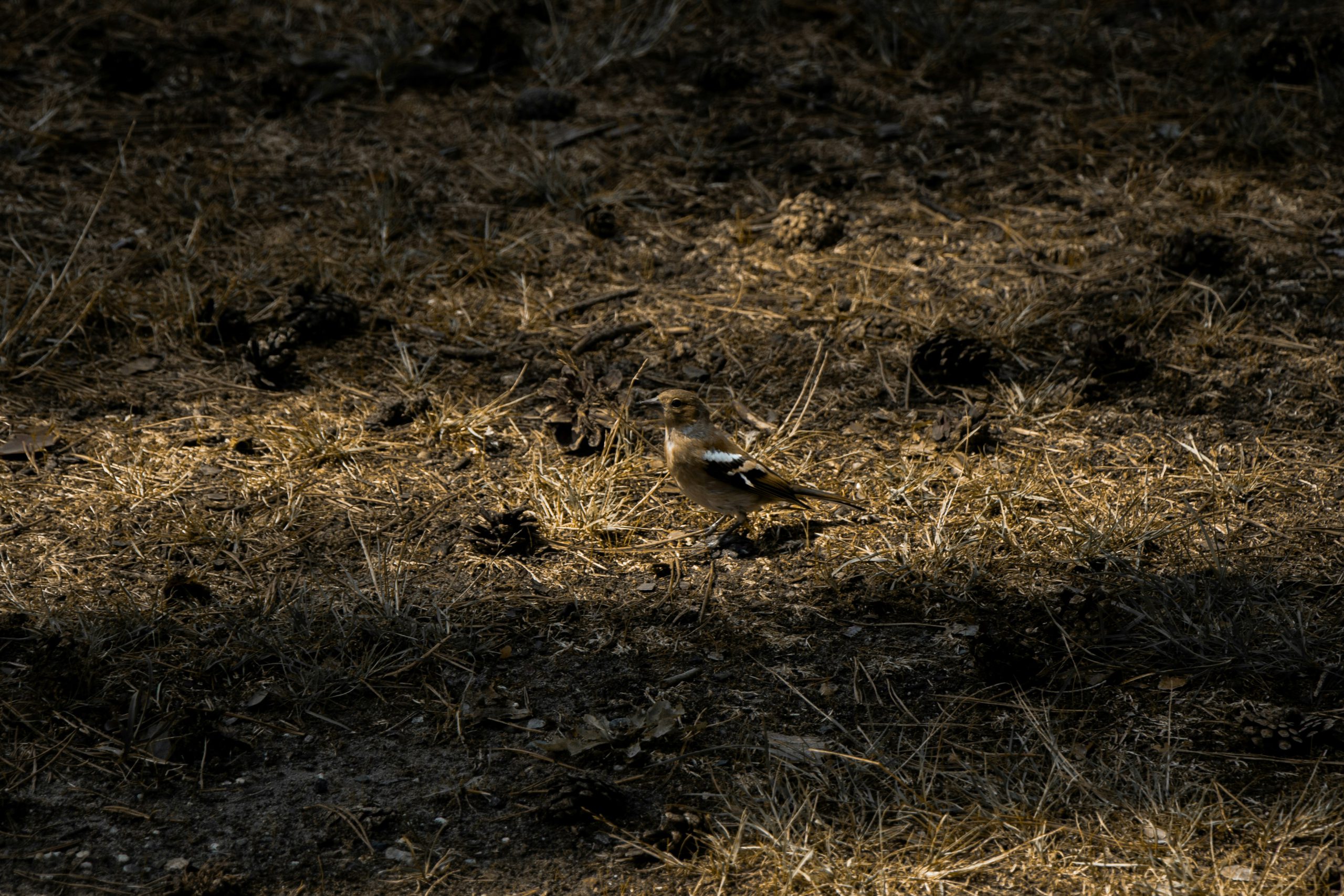 veluwe wandelroutes