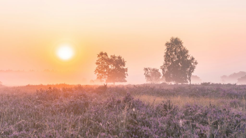 veluwe