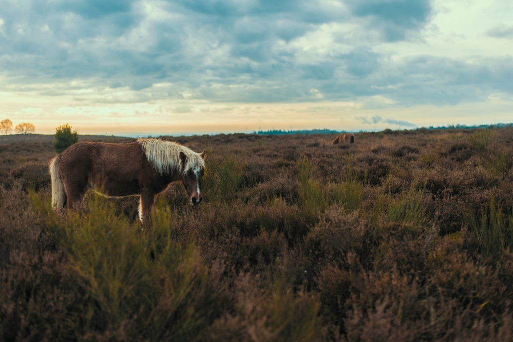 veluwe