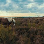 veluwe